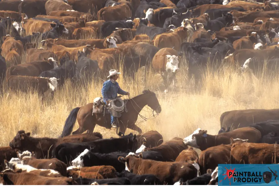 using paintball guns to mark cattles