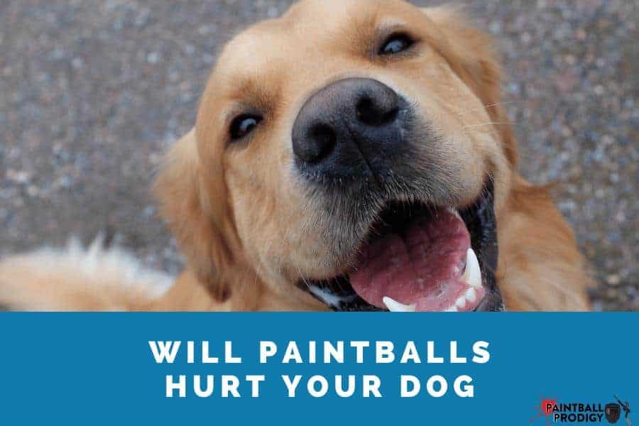 paintballs will hurt your dog